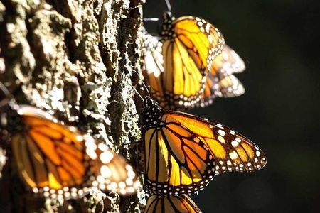 Monarch butterflies catching the sun on an oyamel tree in a Mexican overwintering site.