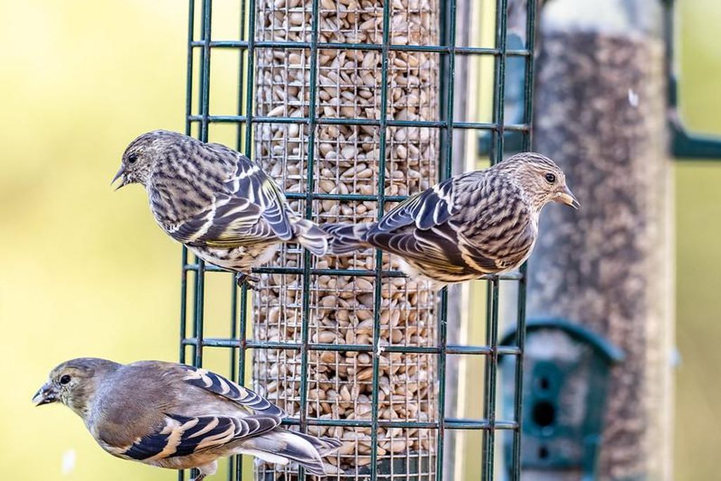 Three pine siskins sit on a green wire birdfeeder filled with seeds
