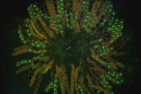 Neurospora crassa, or red bread mold