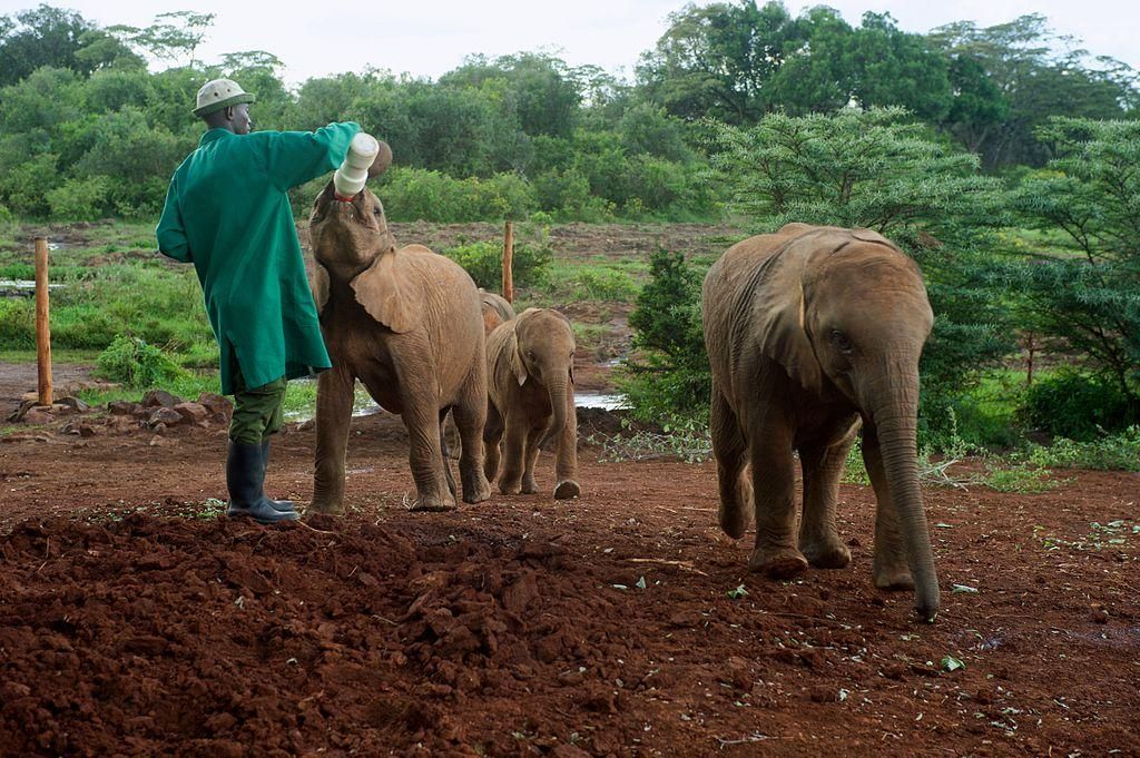 Daphne Sheldrick