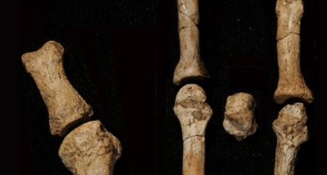The eight bones of the new fossil foot discovered in Ethiopia.