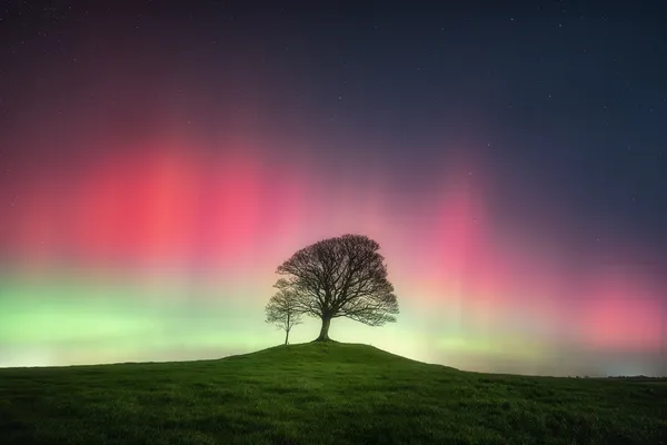 The lone tree thumbnail