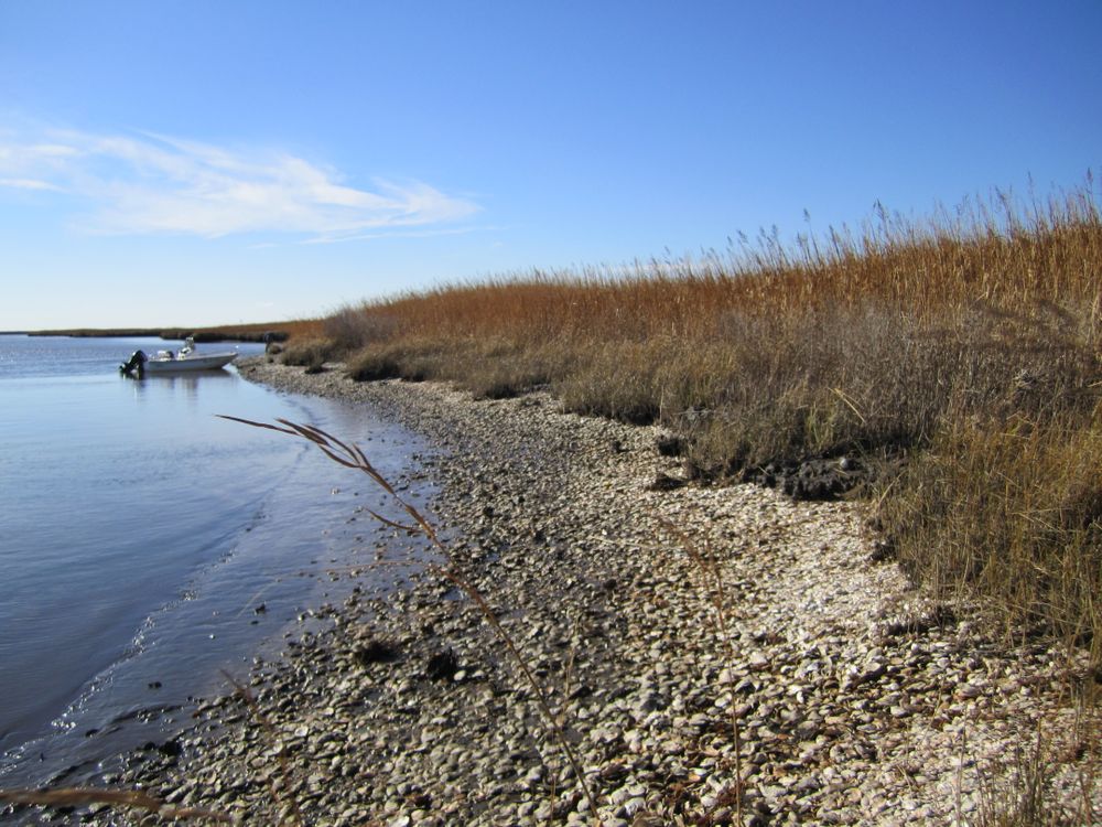 6) Eroding Late Holocene Native American oyster midden at low tide in Fishing Bay, Maryland.JPG