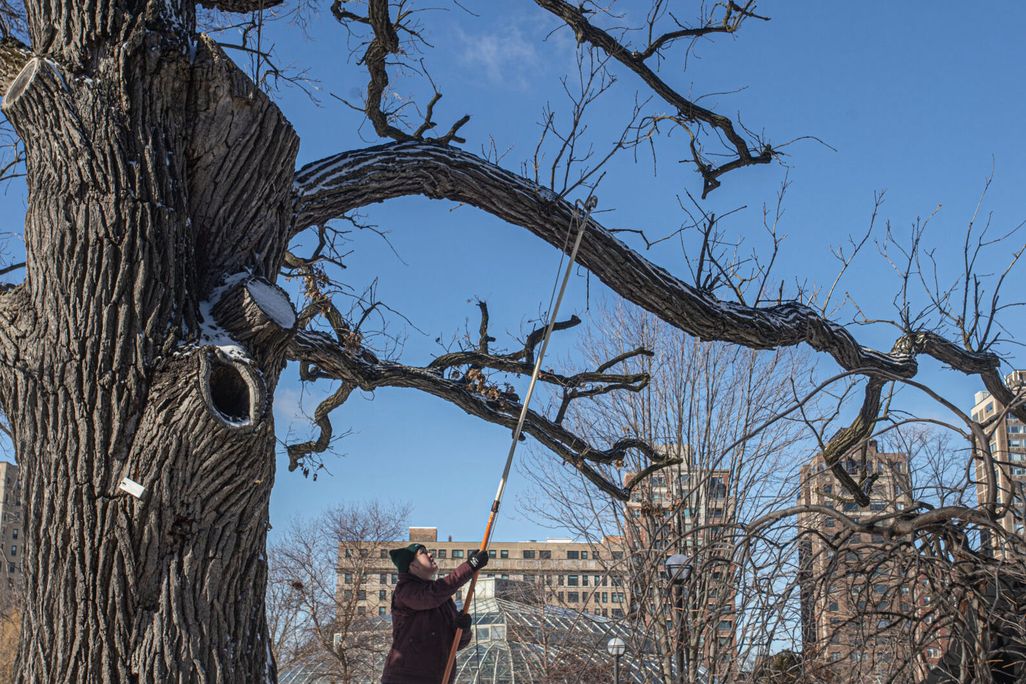 Tree trimming