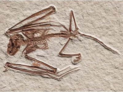 The fossil of Icaronycteris gunnelli