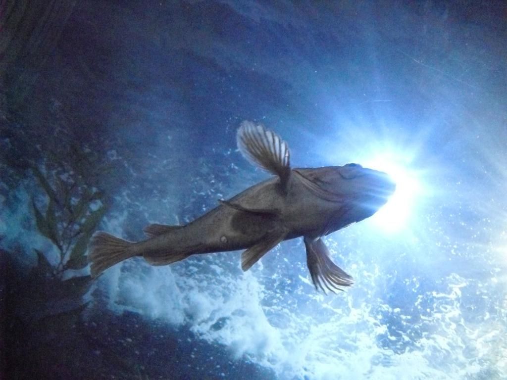 Halo Fish Taken while walking through the tubular section of the