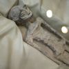 Alleged Alien Corpses Displayed to Mexican Congress Did Not Convince Scientists icon