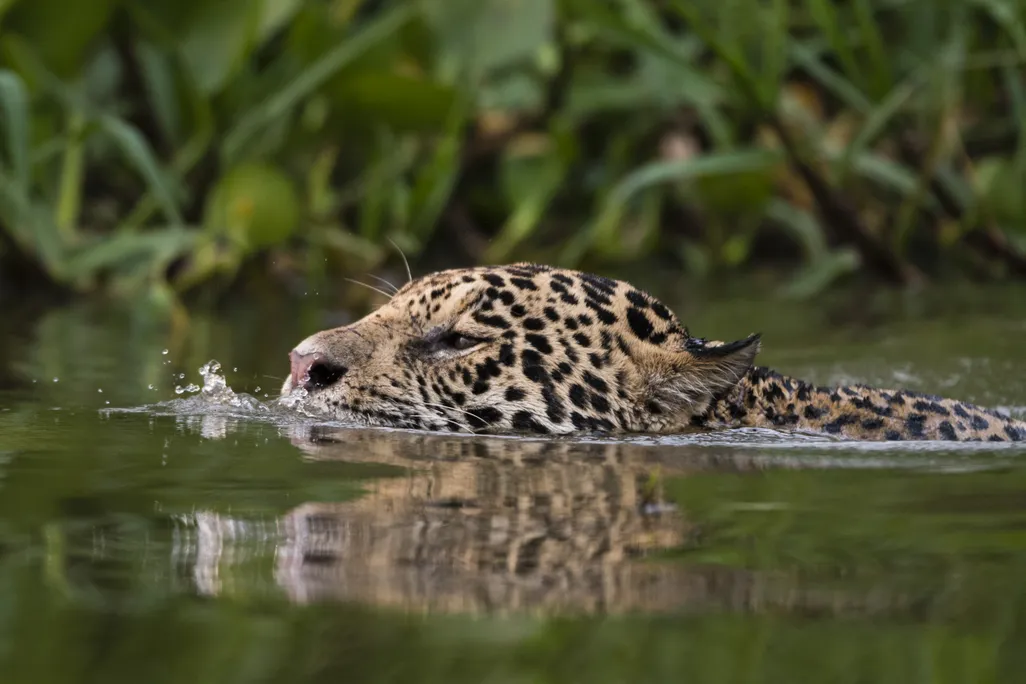a jaguar head above water as it swims
