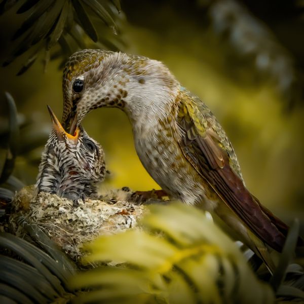 Hummingbird chick 1 week before fledging thumbnail