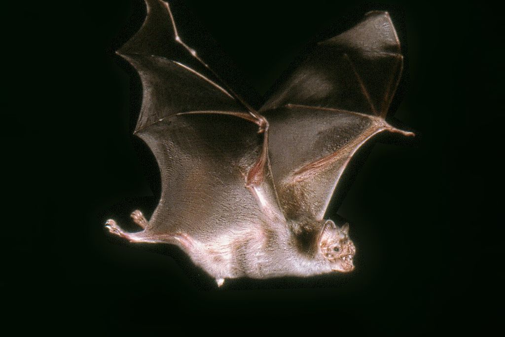An image of vampire bat flying against a black background