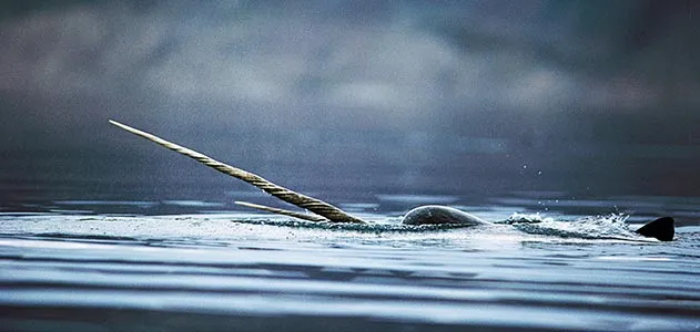 Narwhal in the Arctic Ocean