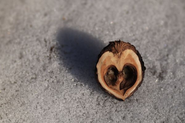 Heart Shaped Black Walnut on Snow thumbnail