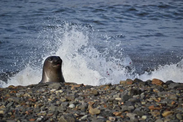 Juvenile Elephant Seal thumbnail