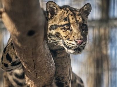 Take a virtual field trip to the Smithsonian Conservation Biology Institute to see clouded leopards in a National Museum of Natural History Program streaming Jan 13. 