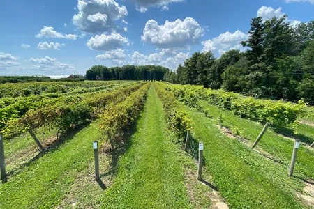 An experimental vineyard at Cornell AgriTech&rsquo;s McCarthy Farm in Geneva, New York, where researchers are studying hybrid grapes