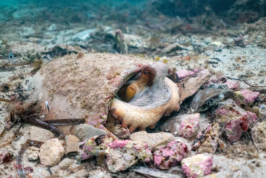 An octopus peeks out from beneath broken amphorae in the Cove of Mysteries.