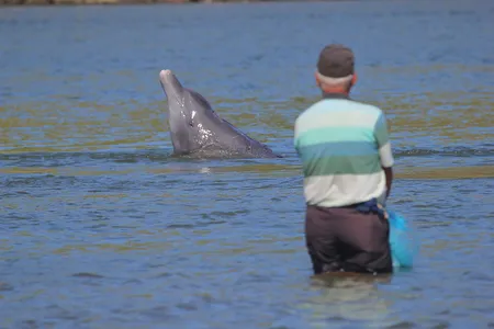 A dolphin giving a cue to a fisher in Laguna, Brazil.