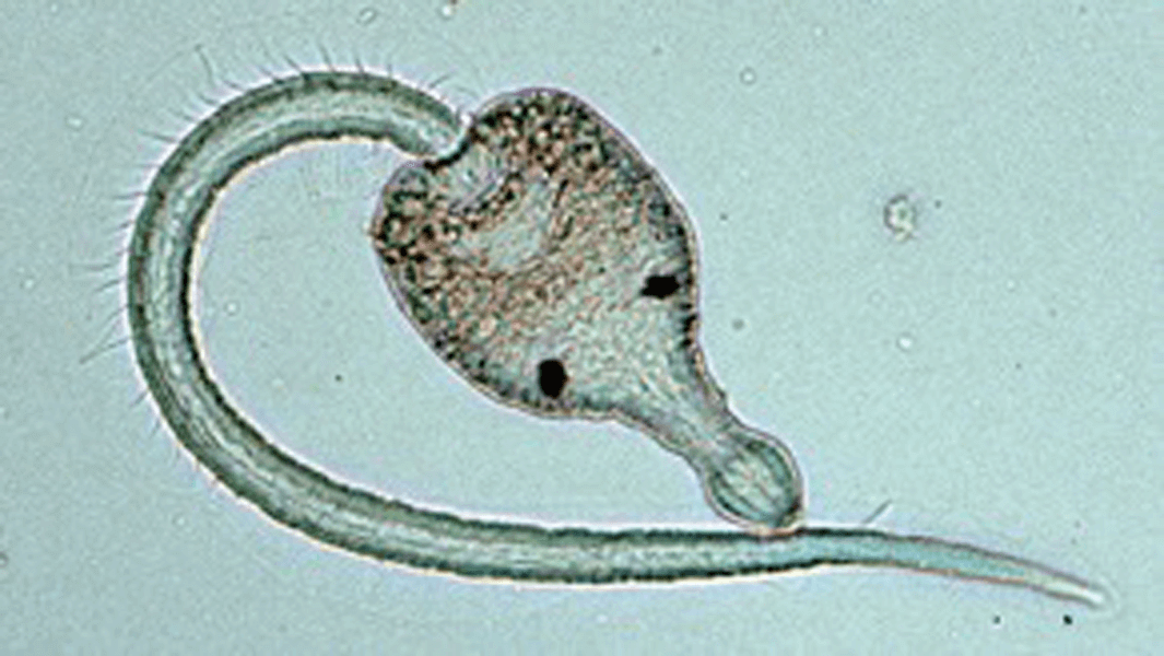 Parasite