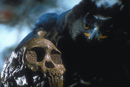 One of the most famous hominid fossils is the skull of a 3-year-old child found in Taung, South Africa. The child lived about three million to two million years ago. The skull has holes punched into its eye sockets; they were made by the talons of a large bird akin to an African crowned eagle.
