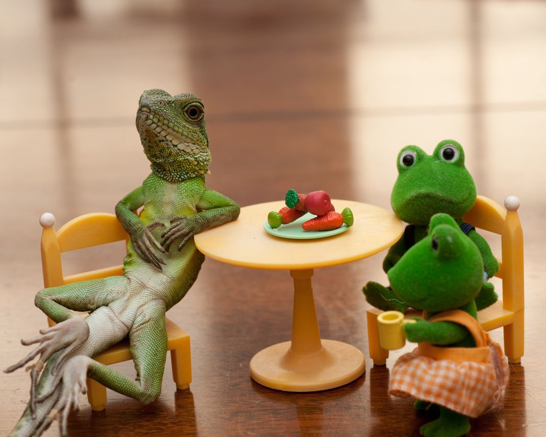 My son's pet Chinese Water Dragon dines with my daughter's toy frogs. He IS  this tame., Smithsonian Photo Contest