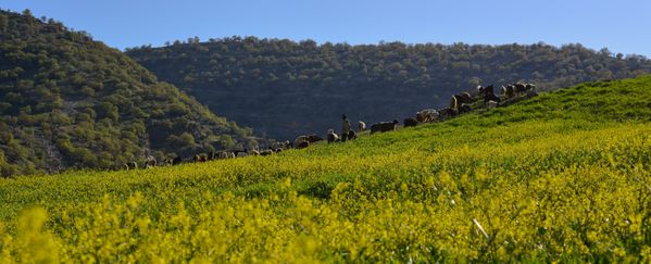 A flock of sheep with a shepherd in the flowers thumbnail