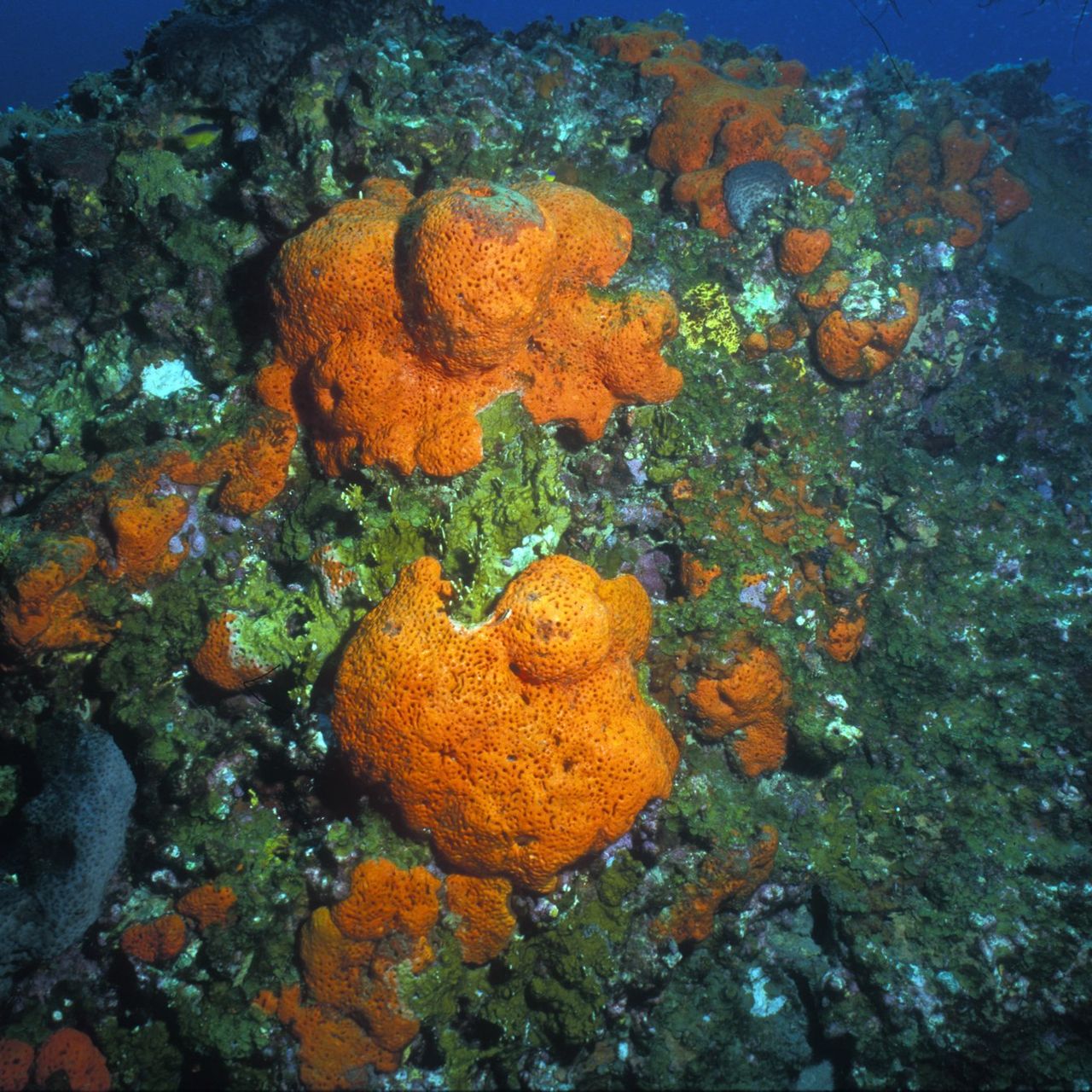 Sea Sponge Lifespan
