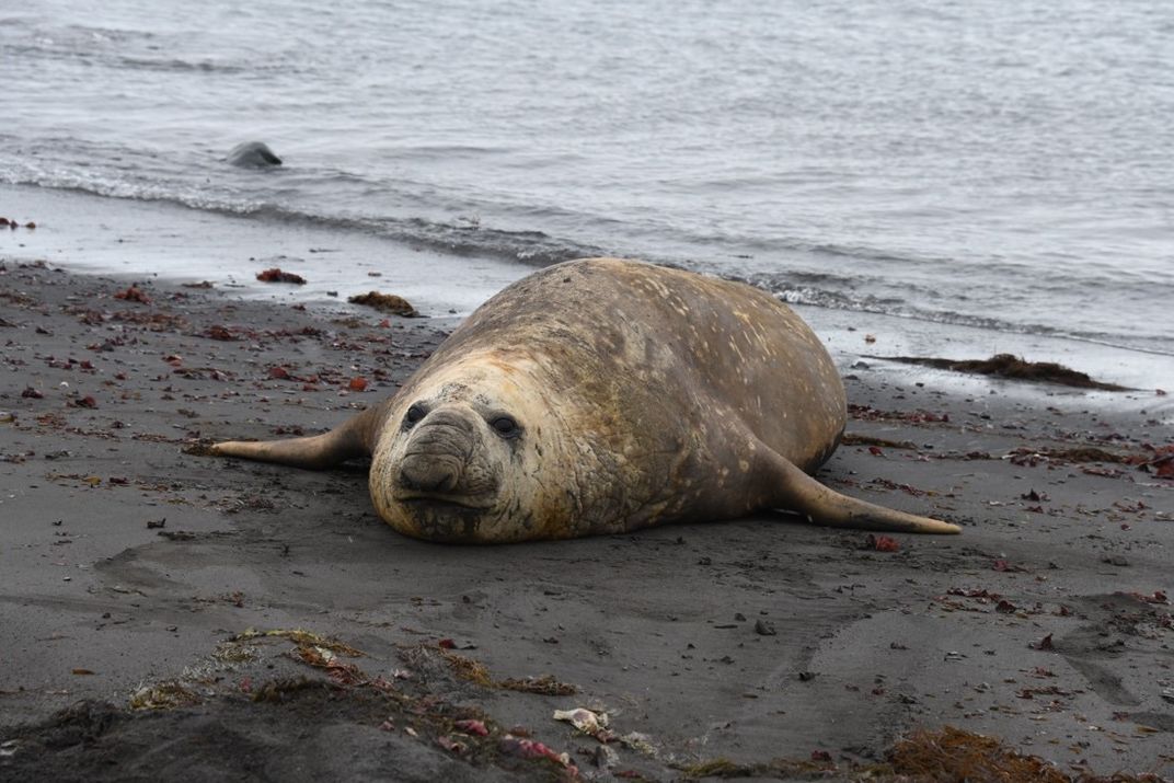 A seal on a muddy beach.