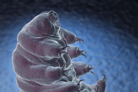 The cute-yet-contentious tardigrade