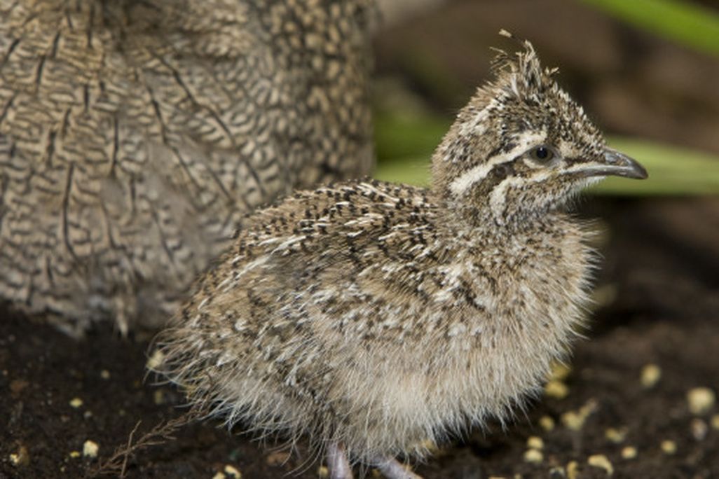 Tinamou-chick-NZP-MM1.jpg