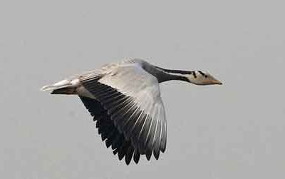 A bar-headed goose flies over India