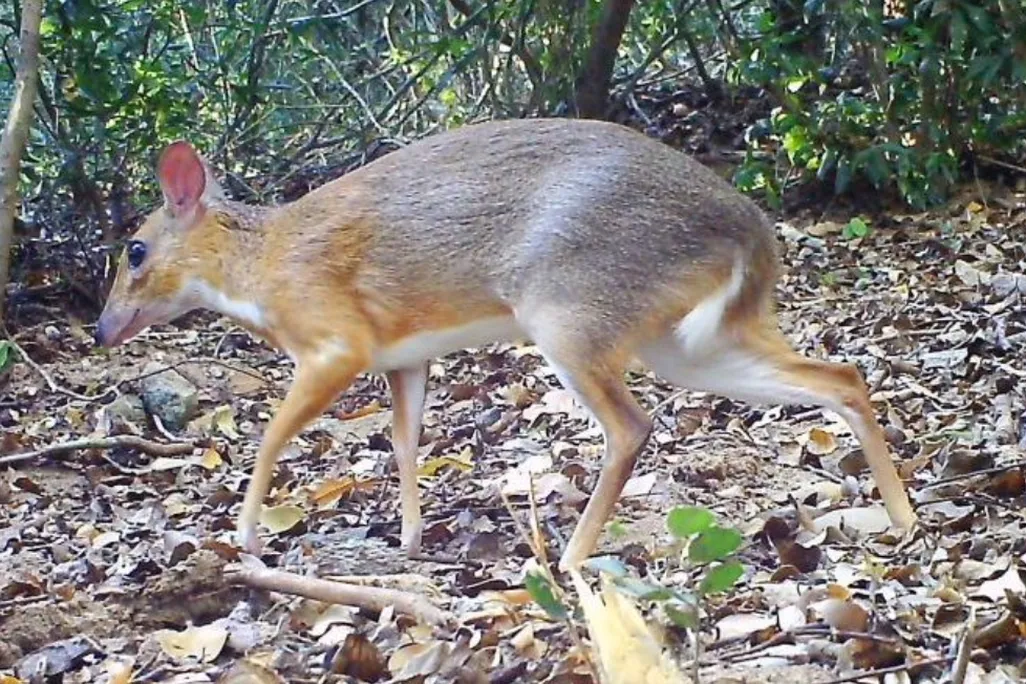 A silver-backed chevrotain runs past a trail camera