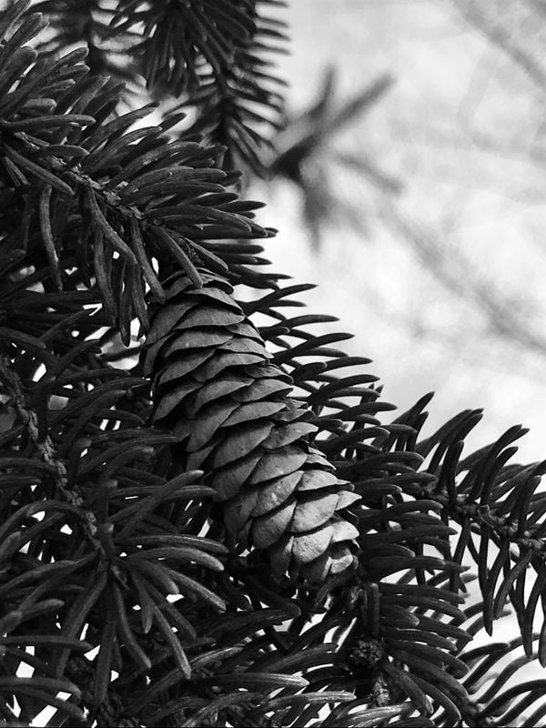 A pinecone resting on its branch.  thumbnail