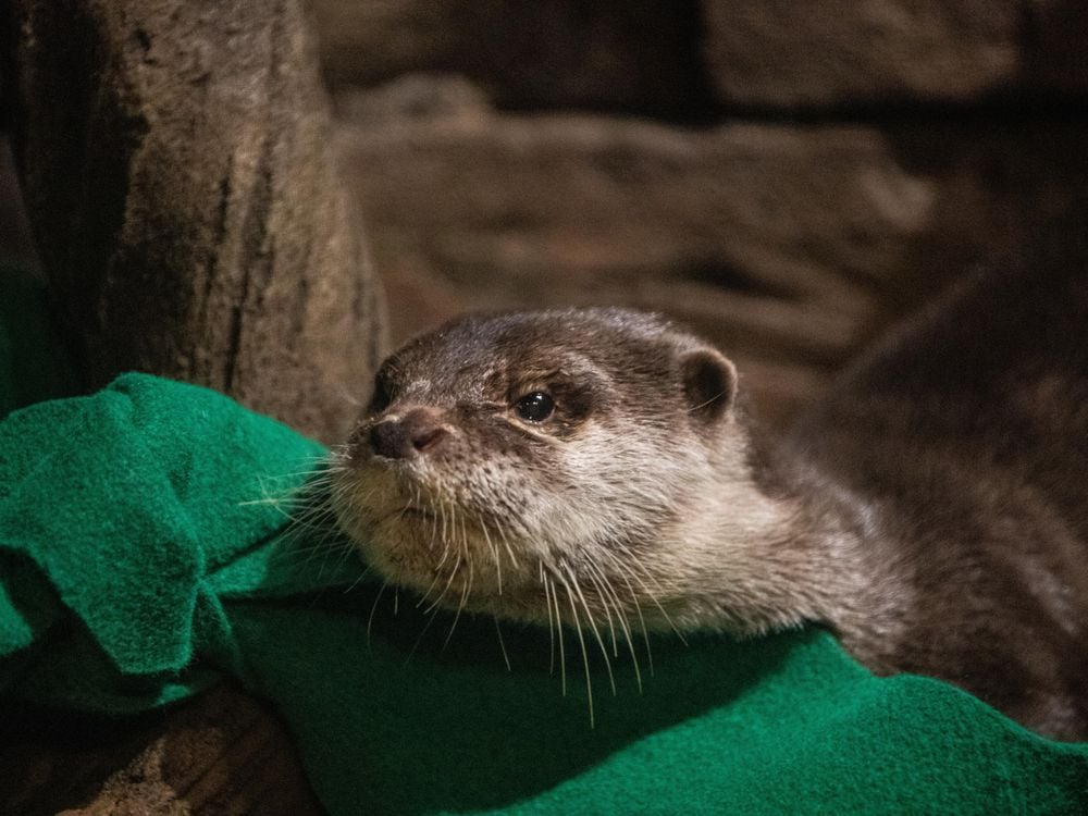 A small-clawed otter sits on a green piece of fabric 
