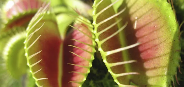 flytrap-631.jpg