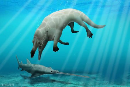 Though considered a whale, Phiomicetus anubis had legs with webbed feet to pursue prey on both land and sea with its powerful jaws and sharp teeth 43 million years ago.