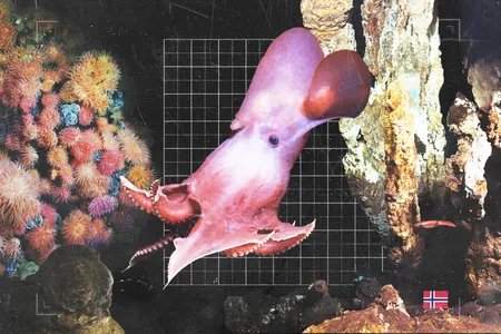 A variety of marine creatures and unique features can be found in the deep sea off Norway, including the dumbo octopus, colorful anemones and venting chimneys.