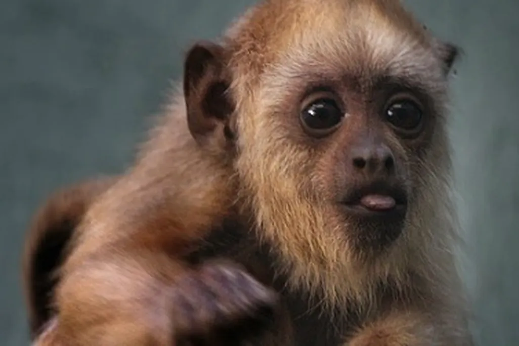 20120619073009monkeythumb.jpg