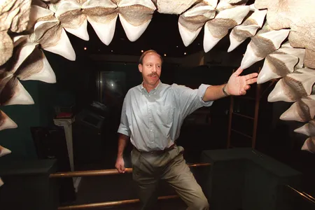 A museum curator gives a sense of scale to the reconstructed jaws of the fossil shark Otodus megalodon.