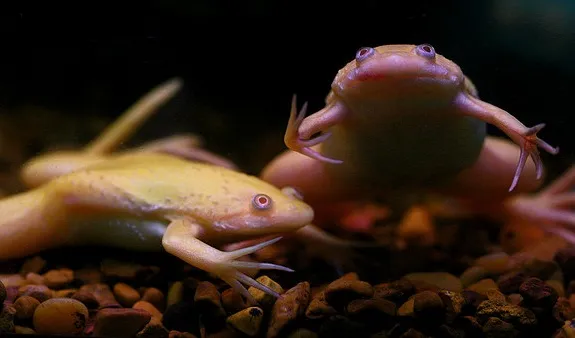 20130516025025african-frogs.jpg