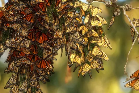 A cluster of western monarch butterflies clings to a branch as it&nbsp;overwinters in California.