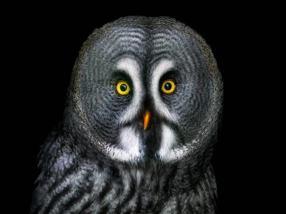Eyes nearly front and center