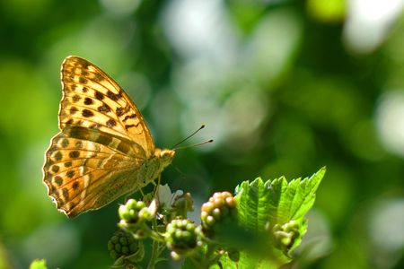 Silver-washed fritillary butterfly 