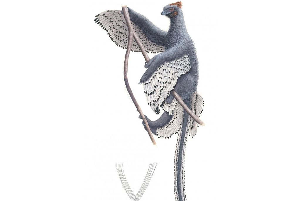 A new depiction of <em>Anchoirnis</em> and its contour feather.
