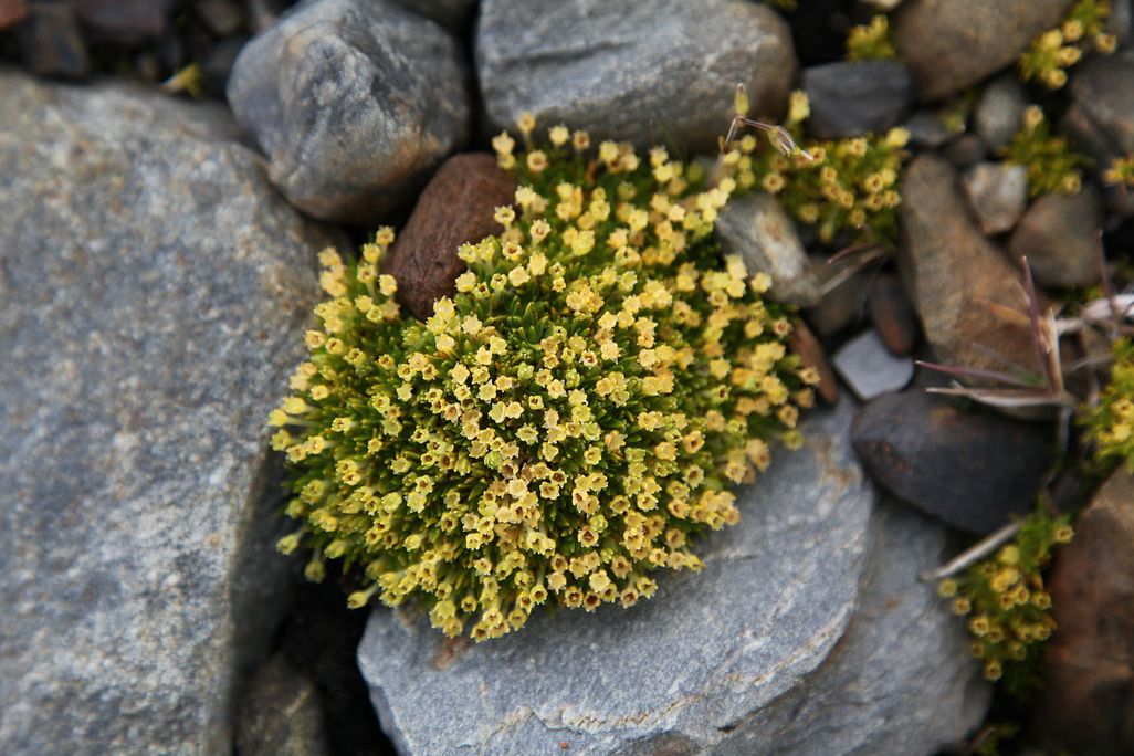 An image of Anarctic Pearwort. The plant has tiny yellow blossoms and is surrounded by rocks.