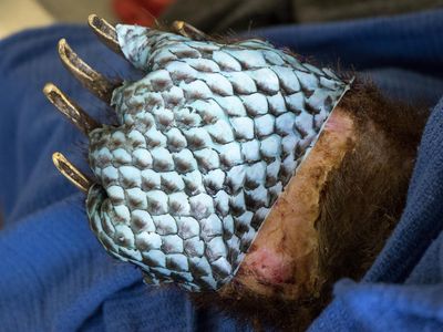 Bear paw wrapped in a tilapia fish skin bandage to protect burns while they heal.