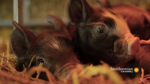 Preview thumbnail for Baby Piglet Struggles to Find Her Mealtime Place