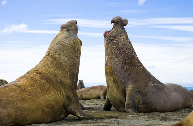 Big Southern elephant seal bulls