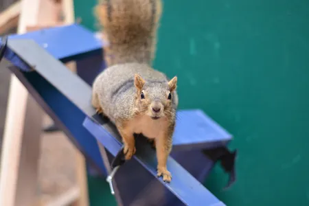 A fox squirrel perched on part of an experiment designed to test its agility and decision-making. Researchers used peanuts to entice the rodents to participate.