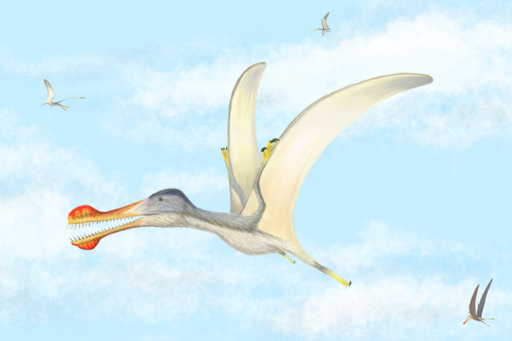 This illustration is an artist's interpretation of what a toothed pterosaur may have looked like 100 million years ago.