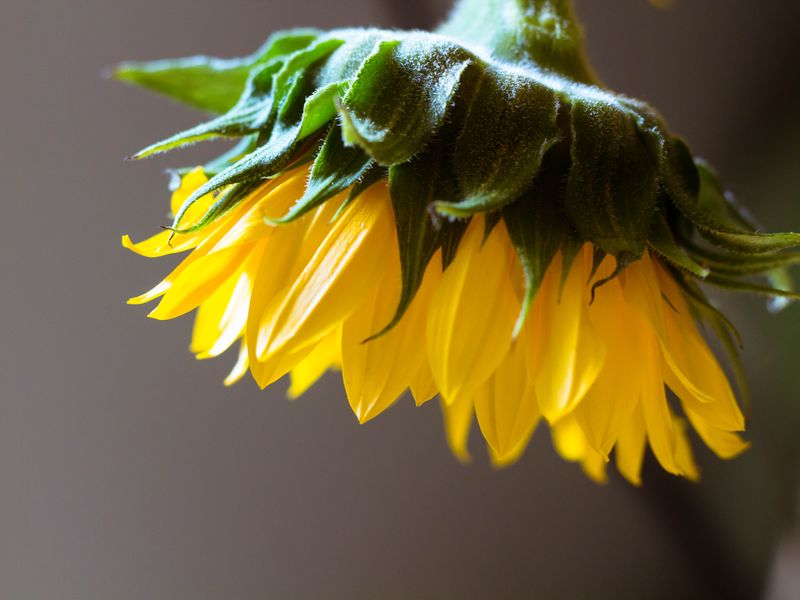 Sunflower Hanging Upside Down Smithsonian Photo Contest Smithsonian